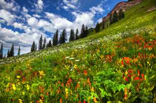 Coal Bank Pass wildflowers-2510